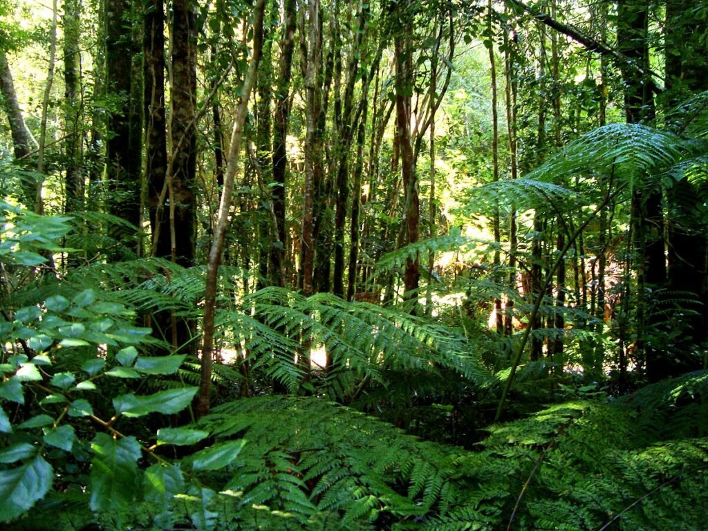 Valdivian Temperate Rainforest