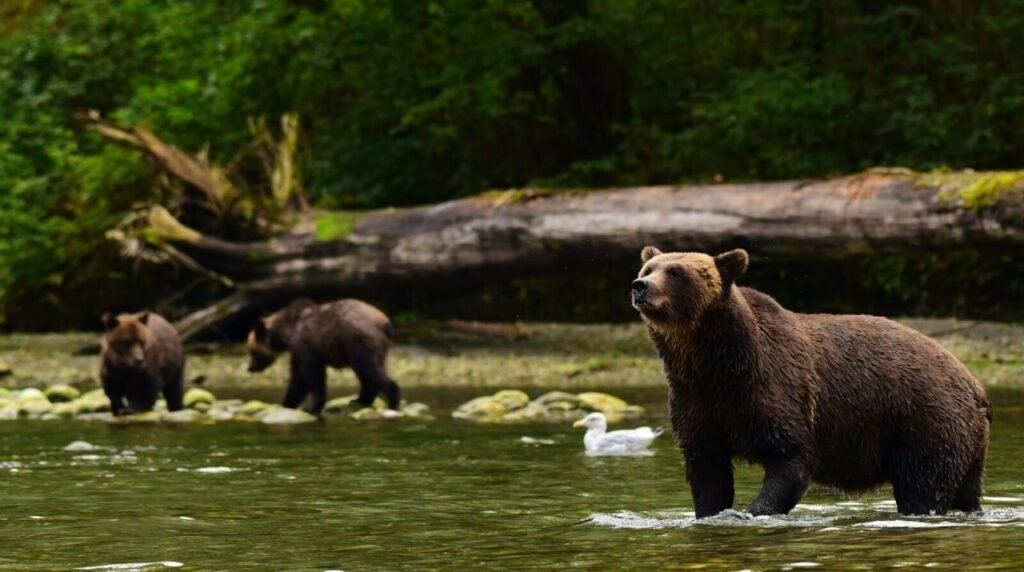 Great Bear Rainforest