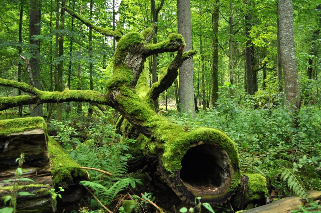 Bialowieza Forest, Poland and Belarus