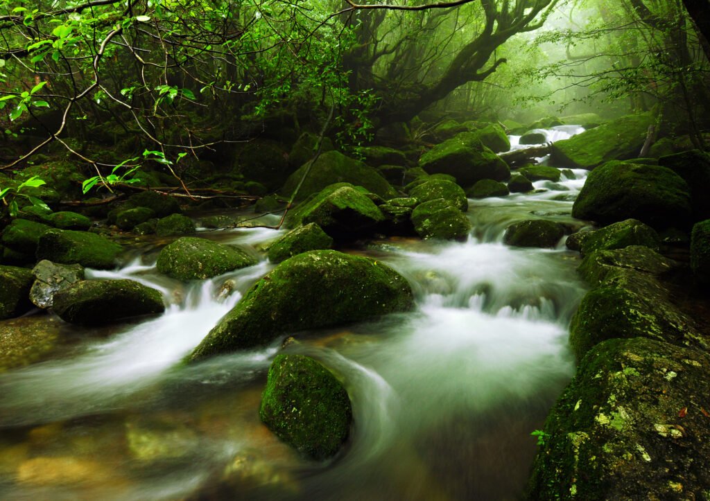 Yakushima 