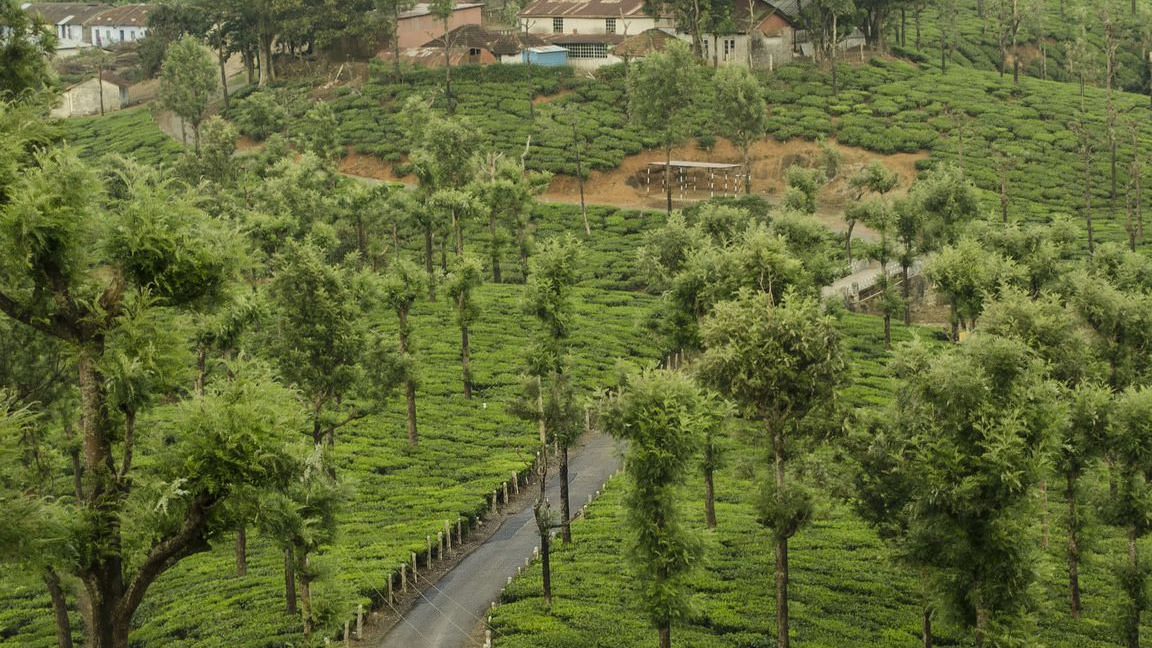 Munnar, Kerala