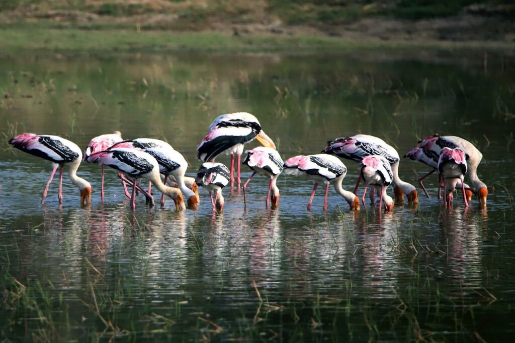 Mudumalai