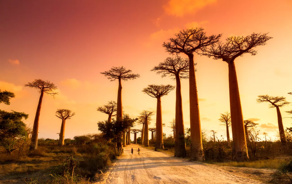 Madagascar's unique biodiversity 